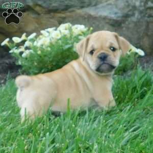 Rowdy, Miniature Bulldog Puppy